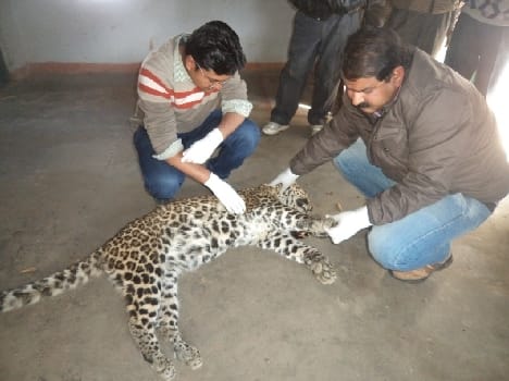 Female leopard died of starvation